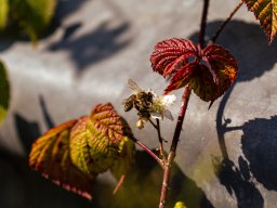 Fotowalk Pfarrwerfen - Bahnhof Werfen